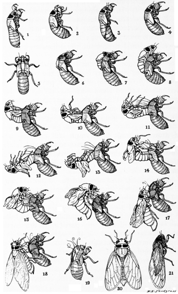 File:Snodgrass periodical cicada transformation.png