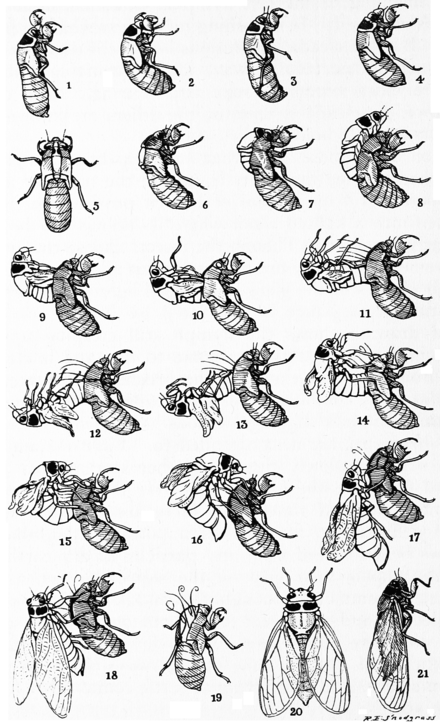 Цикада превращение полное. Цикл развития цикады. Жизненный цикл цикады схема. Эволюция цикады. Тип развития цикады.