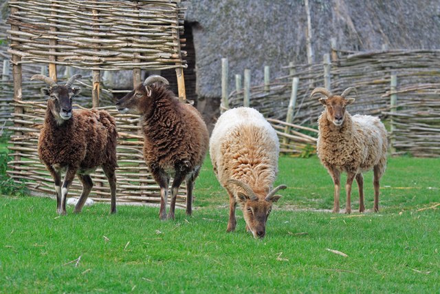 Soay sheep of varied colours