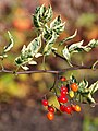 Solanum dulcamara 'Variegatum', Psianka słodkogórz 'Variegatum', 2023-10-30