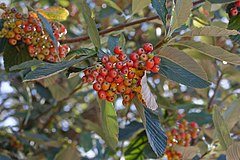 Common Whitebeam