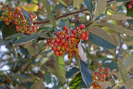 Sorbus aria