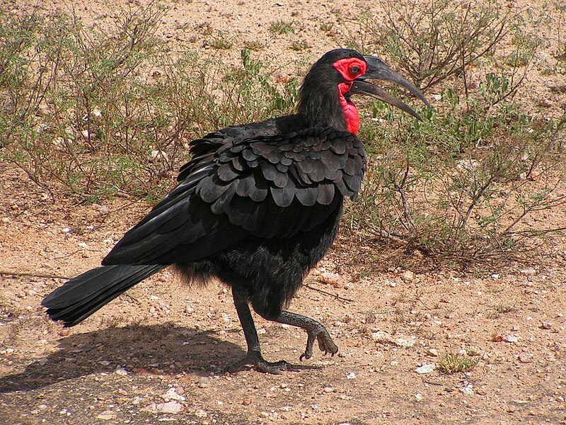 File:Southern Ground Hornbill.JPG