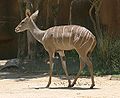 Southern Lesser Kudu.jpg