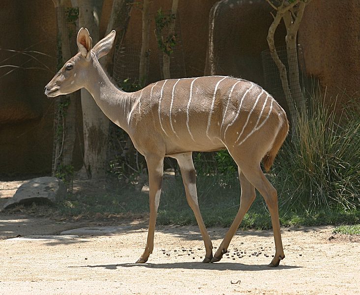 صورة:Southern Lesser Kudu.jpg