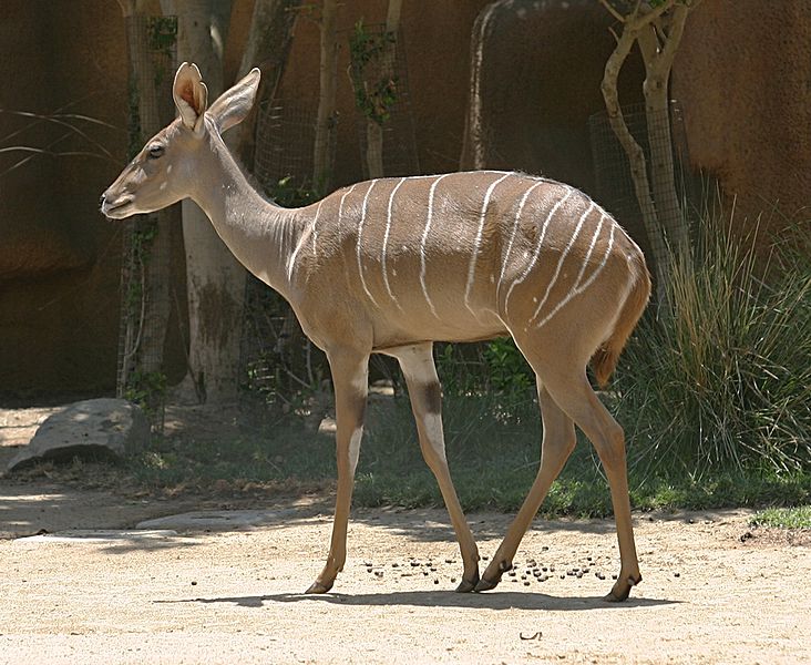 File:Southern Lesser Kudu.jpg