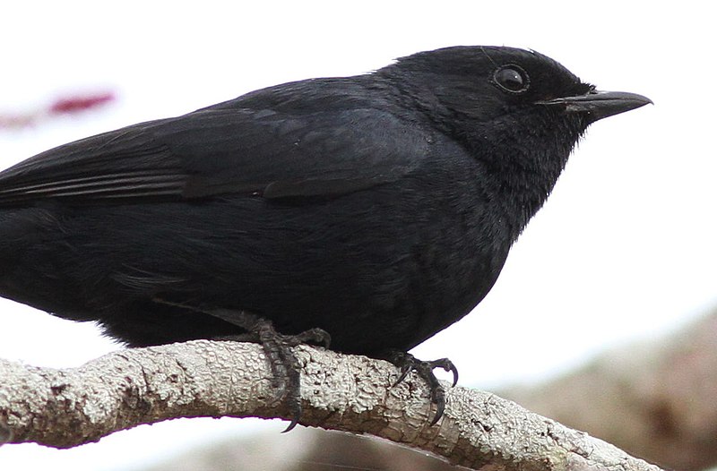 File:Southern black flycatcher, Melaenornis pammelaina, at uMkhuze Game Reserve, kwaZulu-Natal, South Africa (15402502562).jpg