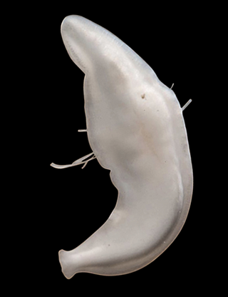 <i>Sphalloplana</i> Genus of flatworms