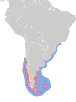 Magelhaenpinguïn: Kenmerken, Leefwijze, Verspreiding