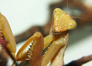 <i>Sphodromantis lineola</i> Species of praying mantis