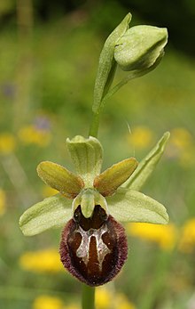 Fleur d'une Ophrys araignée et son bouton (Ophrys sphegodes subsp. sphegodes)