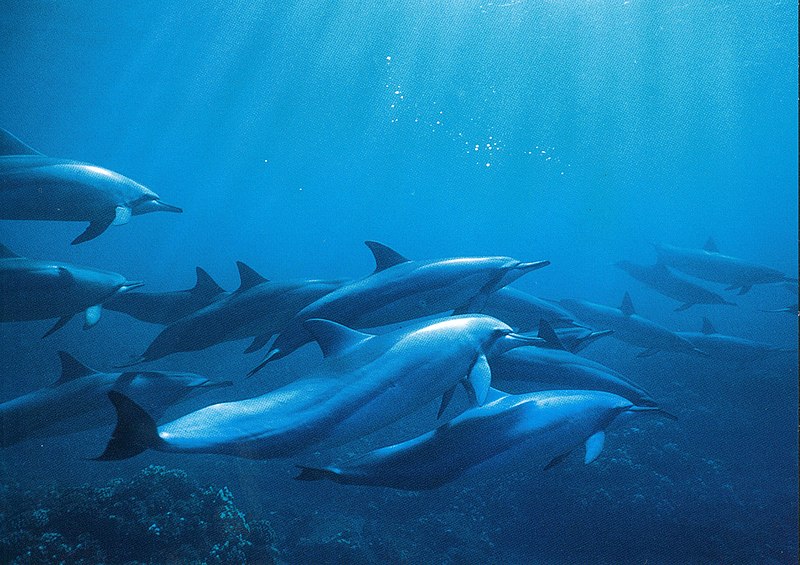 File:Spinner dolphins underwater.jpg