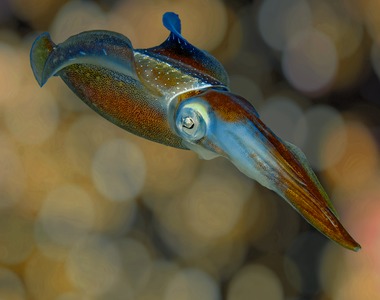 Caribbean reef squid