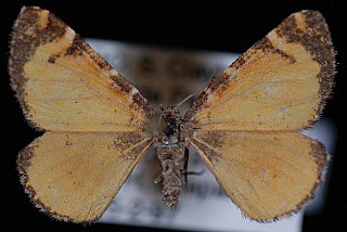 <i>Stamnodes topazata</i> Species of moth