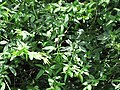 Starr-110307-2369-Jasminum mesnyi-leaves-Kula Botanical Garden-Maui (25050545516) .jpg