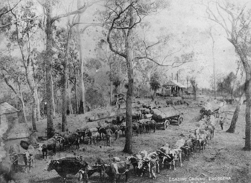 File:StateLibQld 2 391973 Bullock teams at the loading ground, Enoggera, 1899.jpg