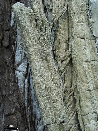 <i>Stegobolus</i> Genus of lichen-forming fungi