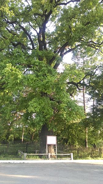 File:Stejar pedunculat batran de 350 de ani, aflat langa manastirea Curchi2.jpg