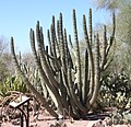 Miniatura para Jardín botánico del Desierto