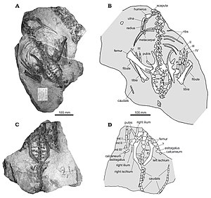 The holotype of Stenopelix from the Obernkirchen sandstone