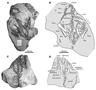 <i>Stenopelix</i> Extinct genus of dinosaurs