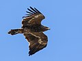 Steppe Eagle (Aquila nipalensis) (24890757897).jpg