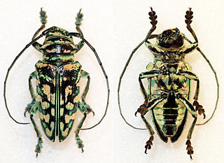 <i>Sternotomis kuntzeni</i> Species of beetle