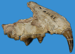 June 12: A 12 million-year old upper jaw of the Sthenictis campestris, a member of the weasel family.