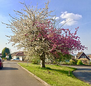 <span class="mw-page-title-main">Strawberries and Cream Tree</span> Famous tree in Backwell, England