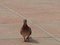 Palmtaube Laughing Dove