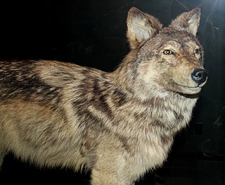 <span class="mw-page-title-main">Newfoundland wolf</span> Extinct subspecies of the gray wolf