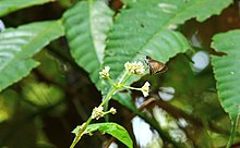 Suastus minuta - Small Palm Bob.jpg