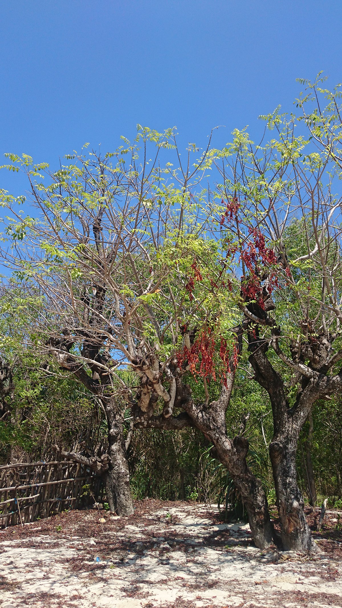 Filesuatu Pohon Indah Di Mangrove Takalar 2jpg Wikimedia Commons