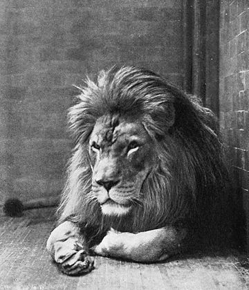 File:Sultan the Barbary Lion.jpg