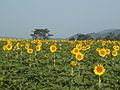 2015年8月5日 (水) 11:40時点における版のサムネイル