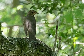 Swainson's Thrush Smith Oaks High Island TX 2018-04-19 14-25-26 (41926993222).jpg