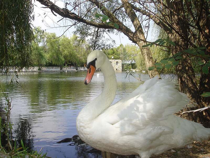 File:Swan at the lake in The Fairy Castle in Ravadinovo (9902598716).jpg