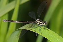 Archaeopodagrion