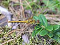 Sympetrum sanguineum (Müller, 1764)