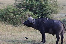 Bufaghe su un bufalo africano