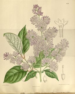 <i>Syringa villosa</i> Species of flowering plant in the family Oleaceae