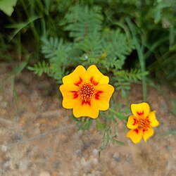 Tagetes lunulata