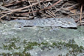 Une tarente de Maurétanie, en Espagne