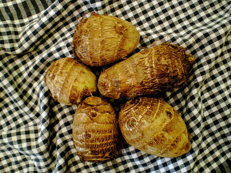 File:Taro corms.JPG