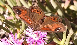 <i>Tarsocera dicksoni</i> Species of butterfly