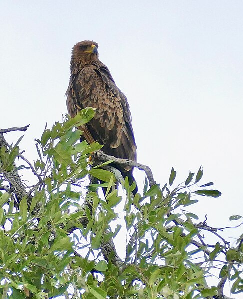 File:Tawny Eagle (Aquila rapax) (53039174180).jpg