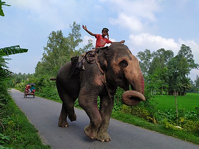 A teenage mahout.