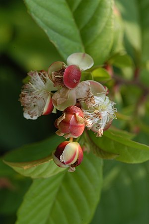 Tetracera indica01.JPG