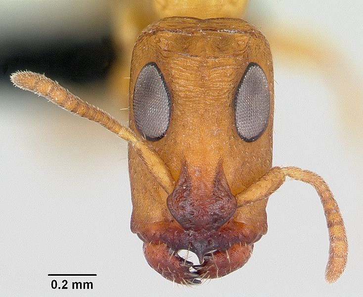 File:Tetraponera ophthalmica casent0091649 head 1.jpg