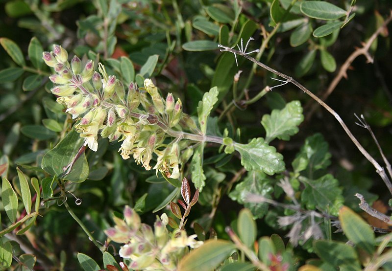 File:Teucrium flavum 1.jpg